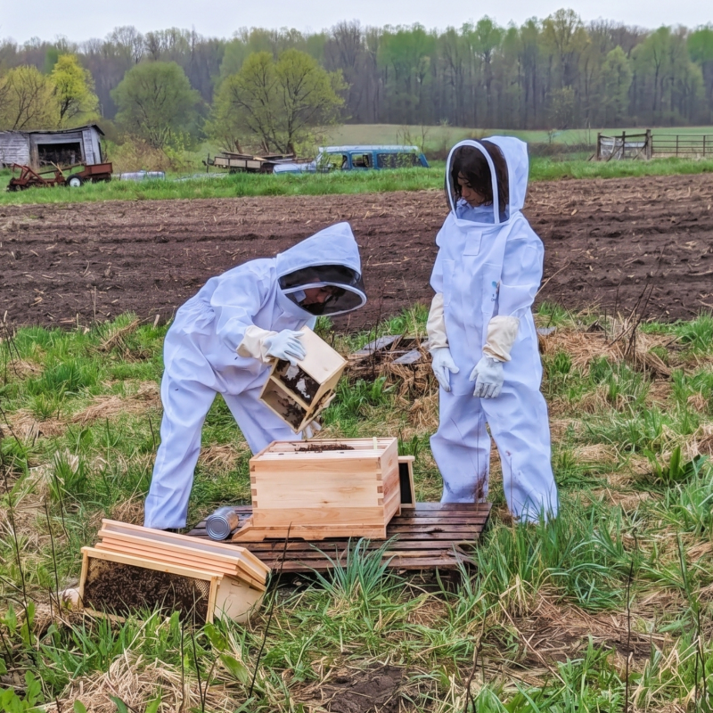 Beekeeping-classes-Michigan-MI-IMPACT-Gemini_Generated-Edited